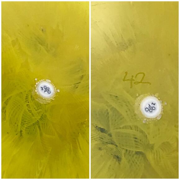 Perthshire PP224 2000 Flower & Complex Canes Yellow Lace Twist Paperweight Cert - Picture 8 of 15